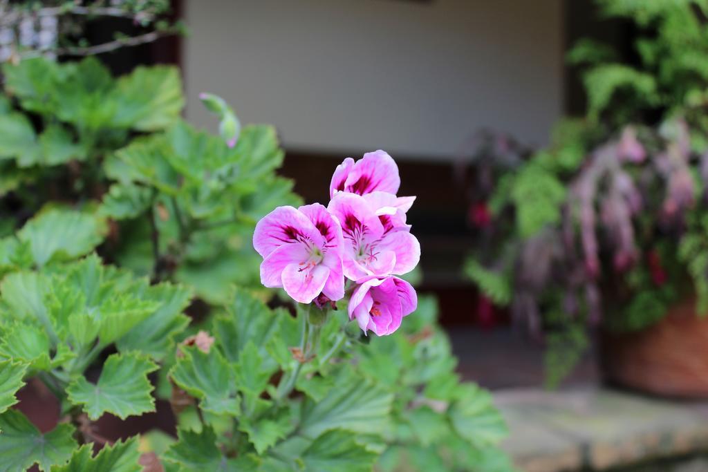 Hotel Cacique Real ซิปากีรา ภายนอก รูปภาพ